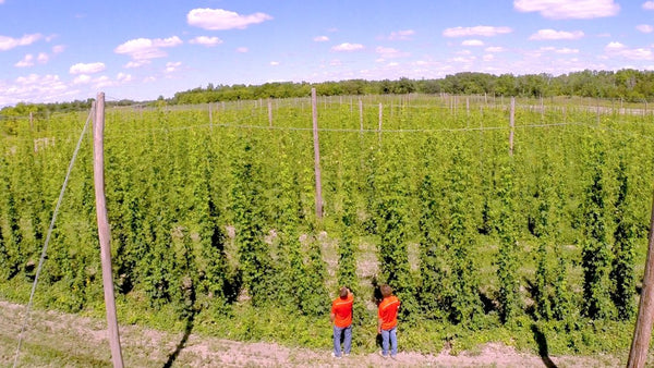 Growing Hops for Beer in Manitoba